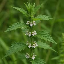 Attēlu rezultāti vaicājumam “Lycopus europaeus leaf”