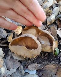 Attēlu rezultāti vaicājumam “Helvella acetabulum”