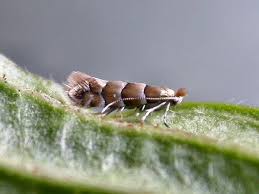 Attēlu rezultāti vaicājumam “Phyllonorycter nicellii”