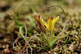 Attēlu rezultāti vaicājumam “Gagea lutea leaf”