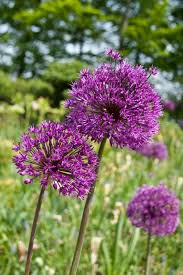 Attēlu rezultāti vaicājumam “Allium holandicum flower”