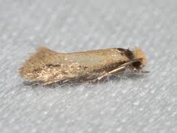 Attēlu rezultāti vaicājumam “Monopis monachella”