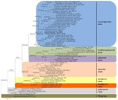 Attēlu rezultāti vaicājumam “Perenniporia subacida”