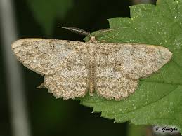 Attēlu rezultāti vaicājumam “Hypomecis punctinalis”