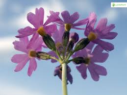 Attēlu rezultāti vaicājumam “Primula farinosa fruit”