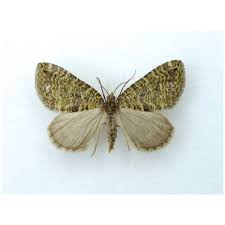 Attēlu rezultāti vaicājumam “Plagodis dolabraria”