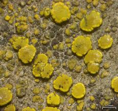 Attēlu rezultāti vaicājumam “Candelariella sp.”