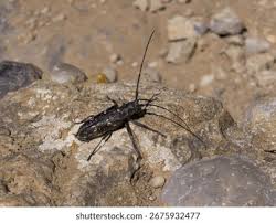 Attēlu rezultāti vaicājumam “Monochamus sutor”