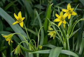 Attēlu rezultāti vaicājumam “Gagea lutea”