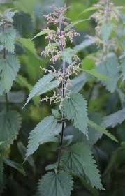 Attēlu rezultāti vaicājumam “Urtica dioica leaf”