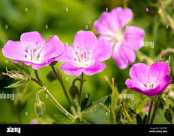 Attēlu rezultāti vaicājumam “Geranium sylvaticum flower”