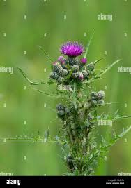 Attēlu rezultāti vaicājumam “Cirsium palustre leaf”