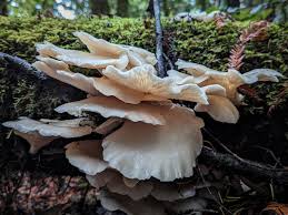 Attēlu rezultāti vaicājumam “Pleurotus ostreatus”