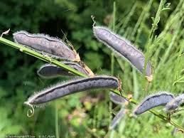 Attēlu rezultāti vaicājumam “Cytisus scoparius fruit”
