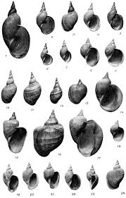 Attēlu rezultāti vaicājumam “Lymnaeidae”