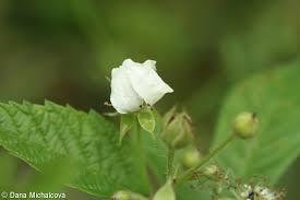 Attēlu rezultāti vaicājumam “Rubus caesius flower”
