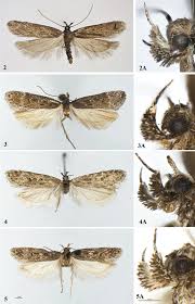 Attēlu rezultāti vaicājumam “Gelechia rhombella”