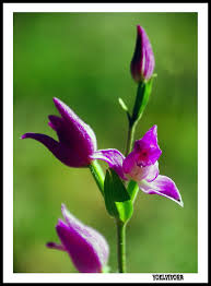 Attēlu rezultāti vaicājumam “Cephalanthera rubra bud”