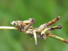 Attēlu rezultāti vaicājumam “Entomophaga grylli”