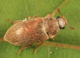 Attēlu rezultāti vaicājumam “Byturus tomentosus”