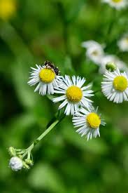 Attēlu rezultāti vaicājumam “Erigeron annuus flower”