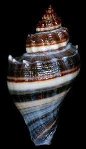 Image result for Melongena corona