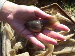 Attēlu rezultāti vaicājumam “Pelobates fuscus”