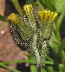 Attēlu rezultāti vaicājumam “Hieracium murorum bud”