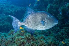 Image result for Balistes capriscus