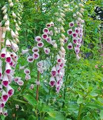 Image result for Digitalis purpurea