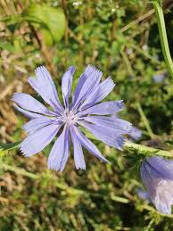 Attēlu rezultāti vaicājumam “Cichorium intybus flower”