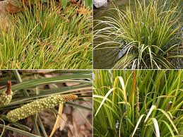 Attēlu rezultāti vaicājumam “Acoraceae”