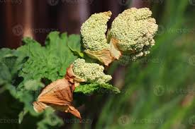 Attēlu rezultāti vaicājumam “Rheum rhabarbarum flower”