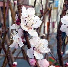 Attēlu rezultāti vaicājumam “Prunus armeniaca”