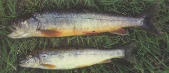 Image result for Salvelinus faroensis