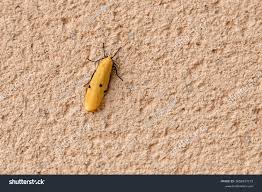 Attēlu rezultāti vaicājumam “Lithosia quadra female”