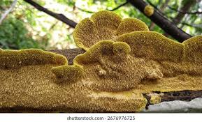 Attēlu rezultāti vaicājumam “Irpex lacteus”