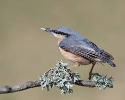 Attēlu rezultāti vaicājumam “Sitta europaea male”