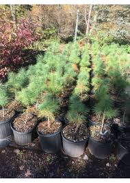 Attēlu rezultāti vaicājumam “Pinus”