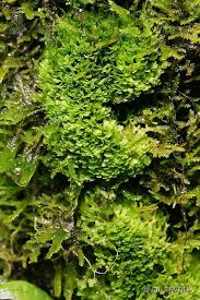 Attēlu rezultāti vaicājumam “Riccia rhenana”