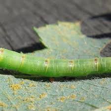 Attēlu rezultāti vaicājumam “Cabera pusaria male”