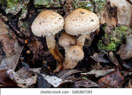 Attēlu rezultāti vaicājumam “Pholiota heteroclita”