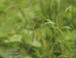Attēlu rezultāti vaicājumam “Carex sylvatica”