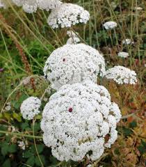 Attēlu rezultāti vaicājumam “Daucus carota subsp. carota flower”