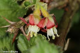 Attēlu rezultāti vaicājumam “Ribes uva-crispa flower”