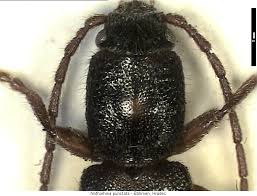 Attēlu rezultāti vaicājumam “Nothorhina punctata”