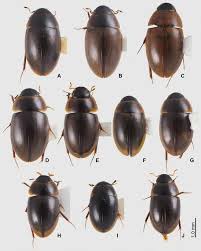 Attēlu rezultāti vaicājumam “Enochrus affinis”