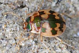 Attēlu rezultāti vaicājumam “Omophron limbatum”