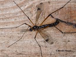 Attēlu rezultāti vaicājumam “Tetanops myopina”