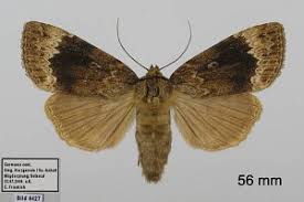 Attēlu rezultāti vaicājumam “Amphipyra perflua”